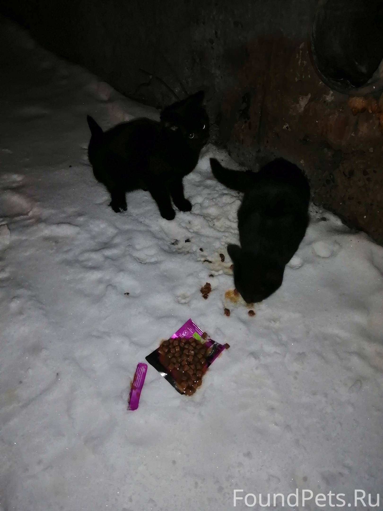 Найдены вчера вечером пара кот...