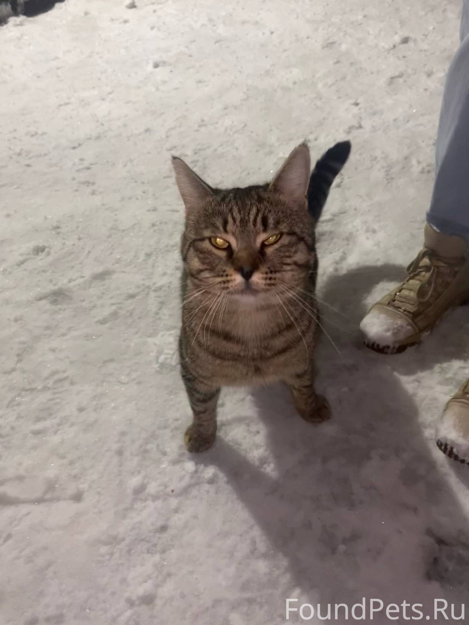 Найдена кошка: кот Улица Севск...
