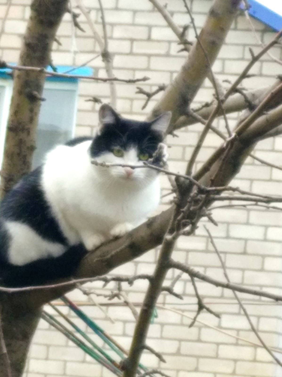 Объявление. Пропал кот, возле ветлечебницы...