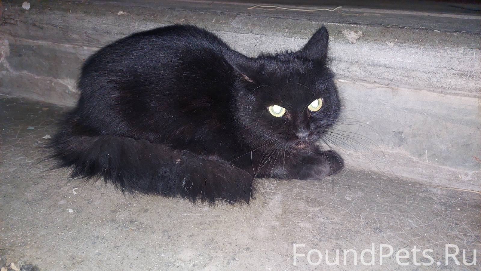 Найдена черная кошка (кот) на ...