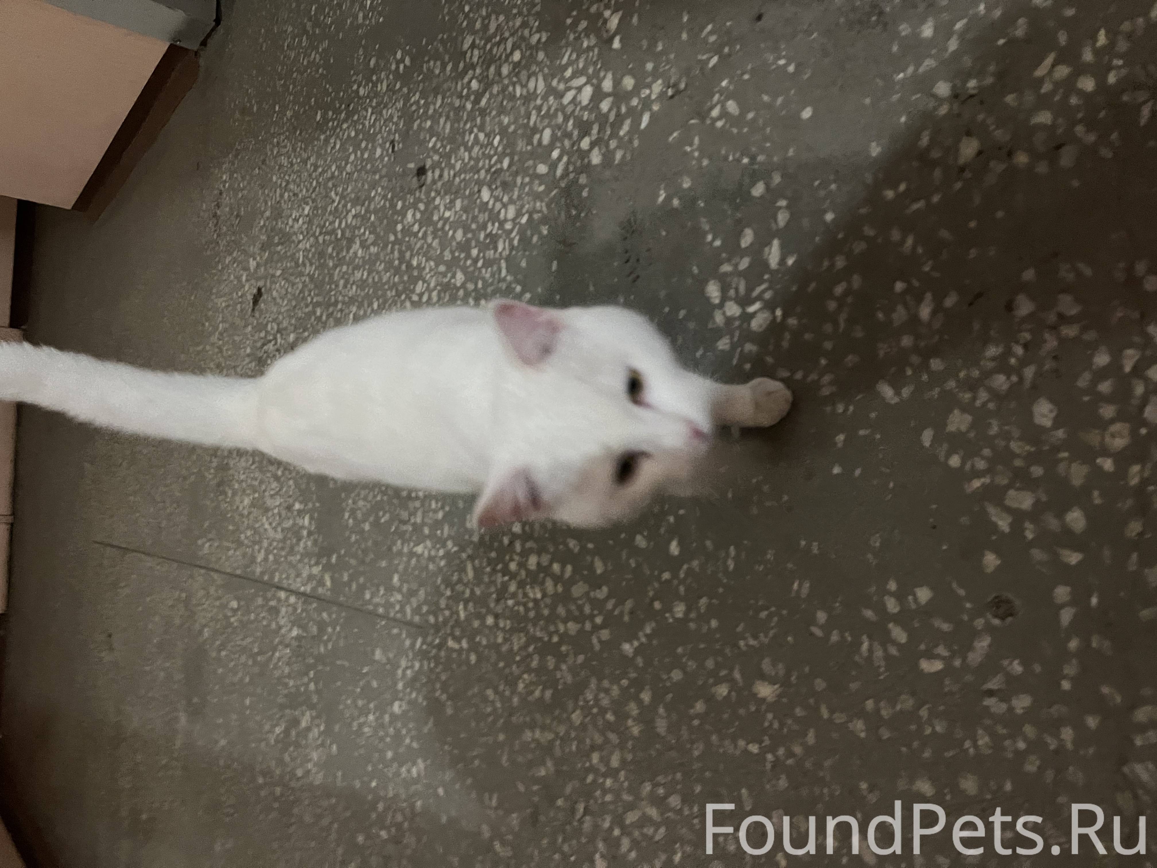 Белый кот сухумская 11