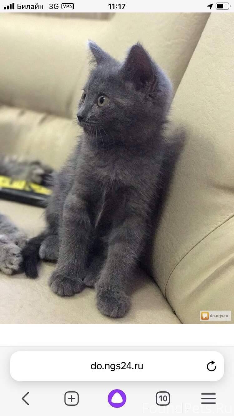 Сибирский нибелунг. Британская короткошёрстная кошка. Сибирский нибелунг метис. Кот сибирский нибелунг. Нибелунг кошка метис.