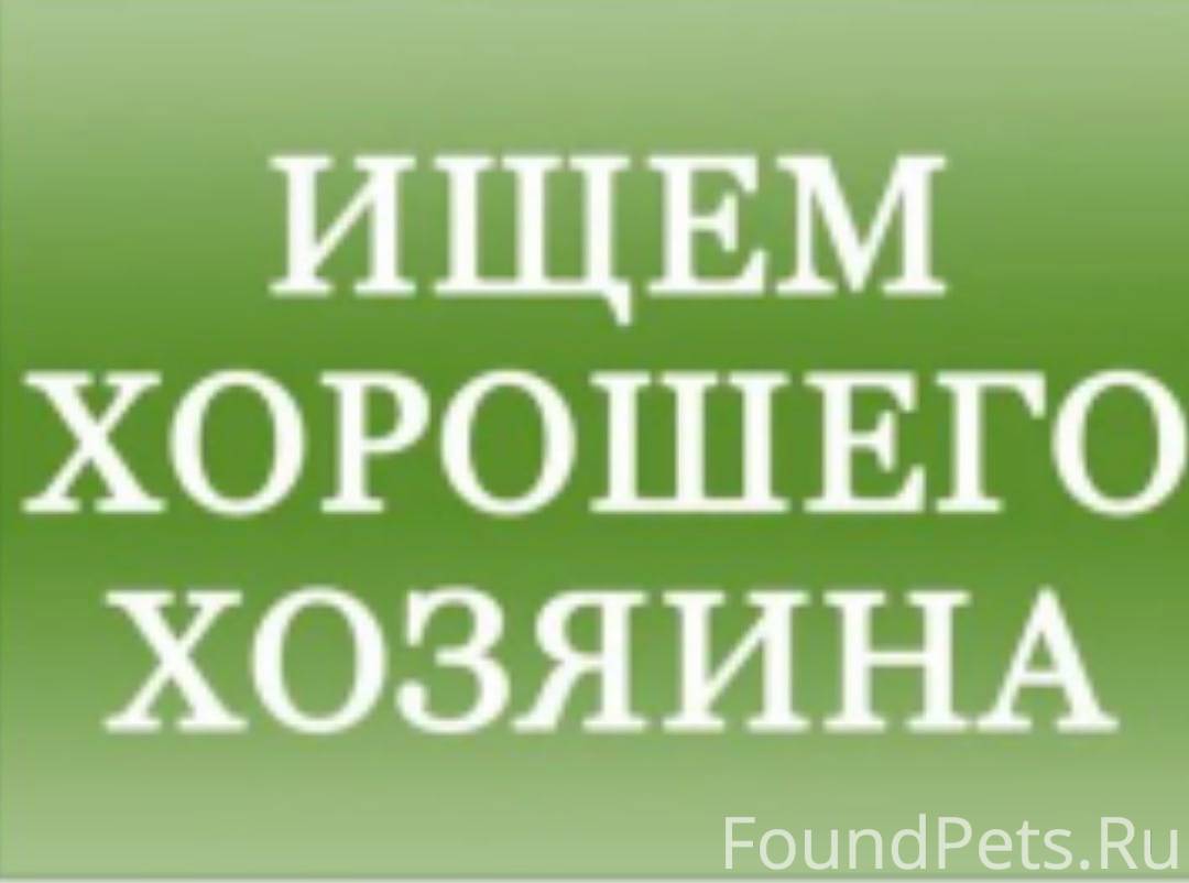 Ищу семь. Срочно ищем хозяев. Срочно нужен хозяин. Ищу дом. Ищу хозяина.