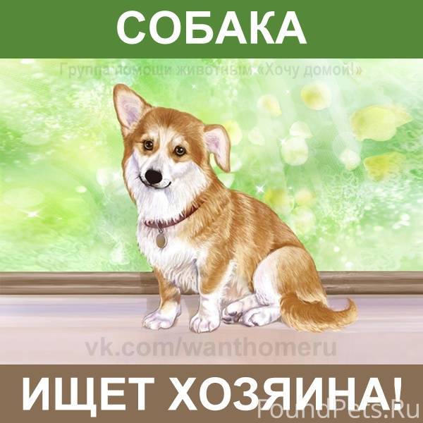 Собака ищет дом картинки