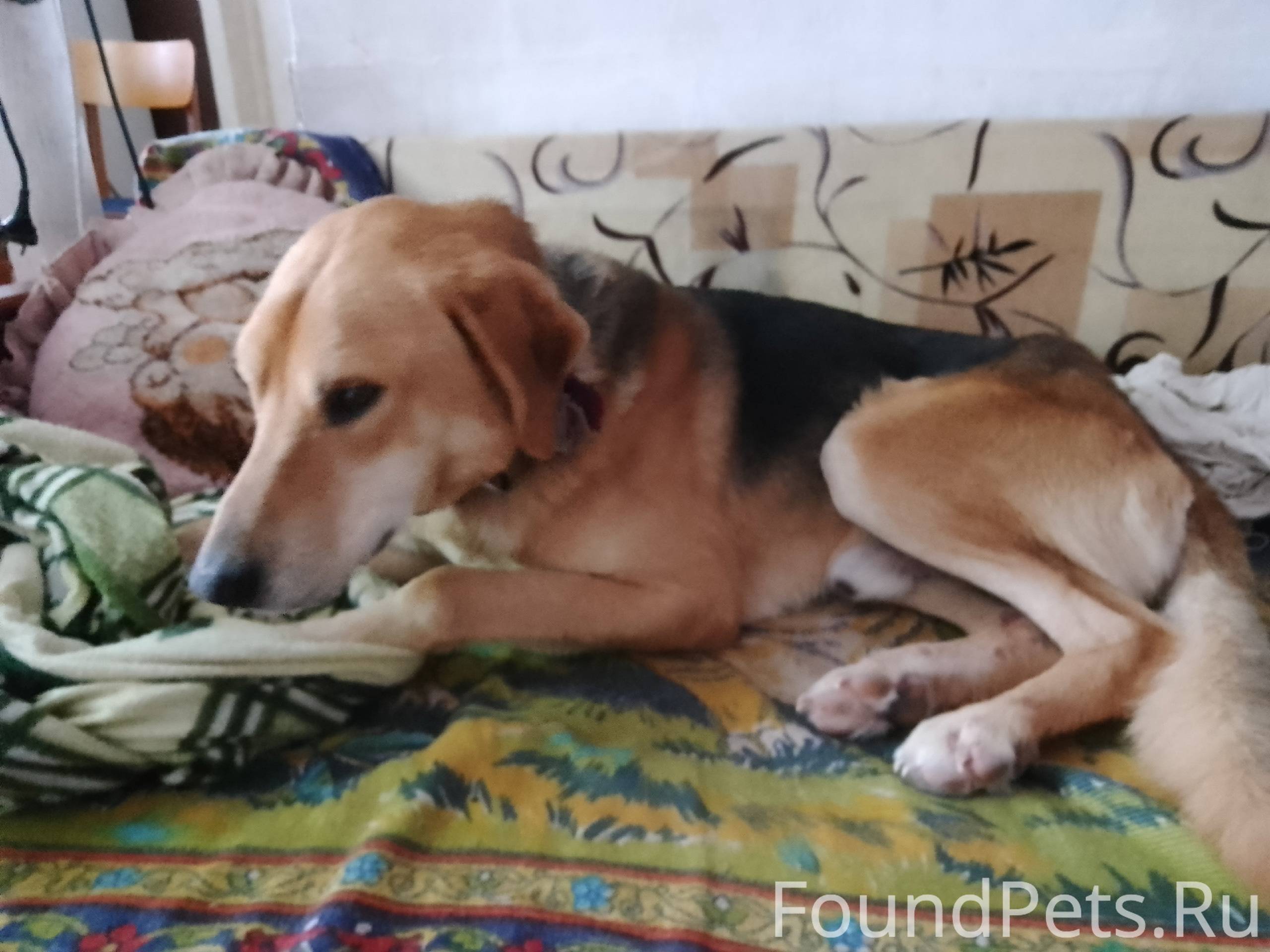 потеряшки орел кот и пес. собака прожила. кот и пес орел.