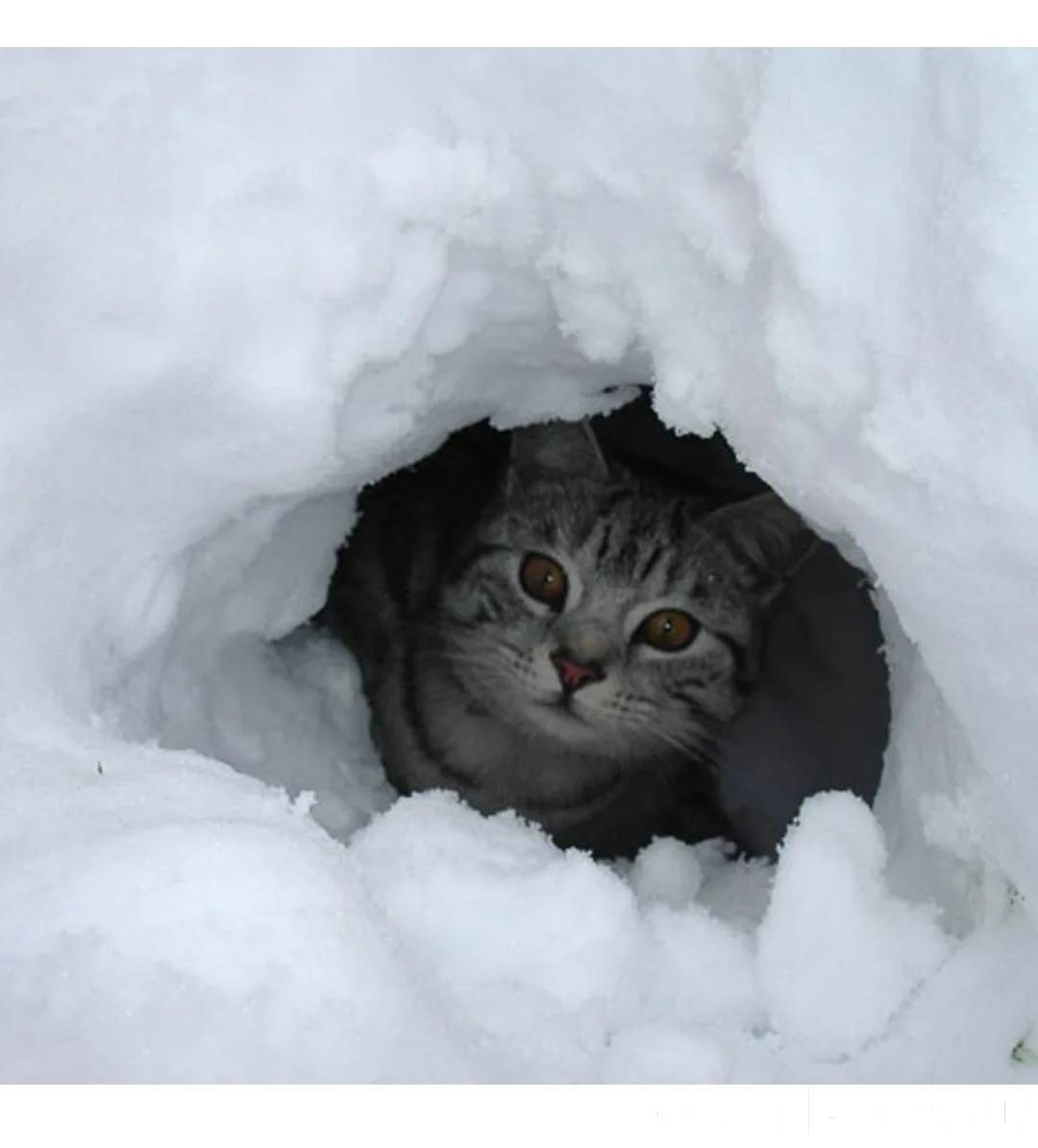 Снежок пришел. Котенок в снегу. Кошки зимой. Кот в сугробе. Снежный кот.