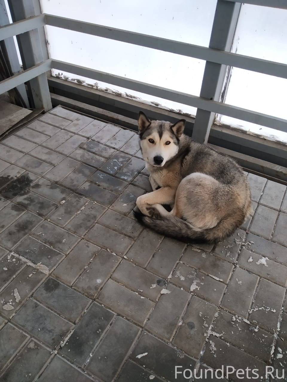 Найдена замерзающая собака с о...