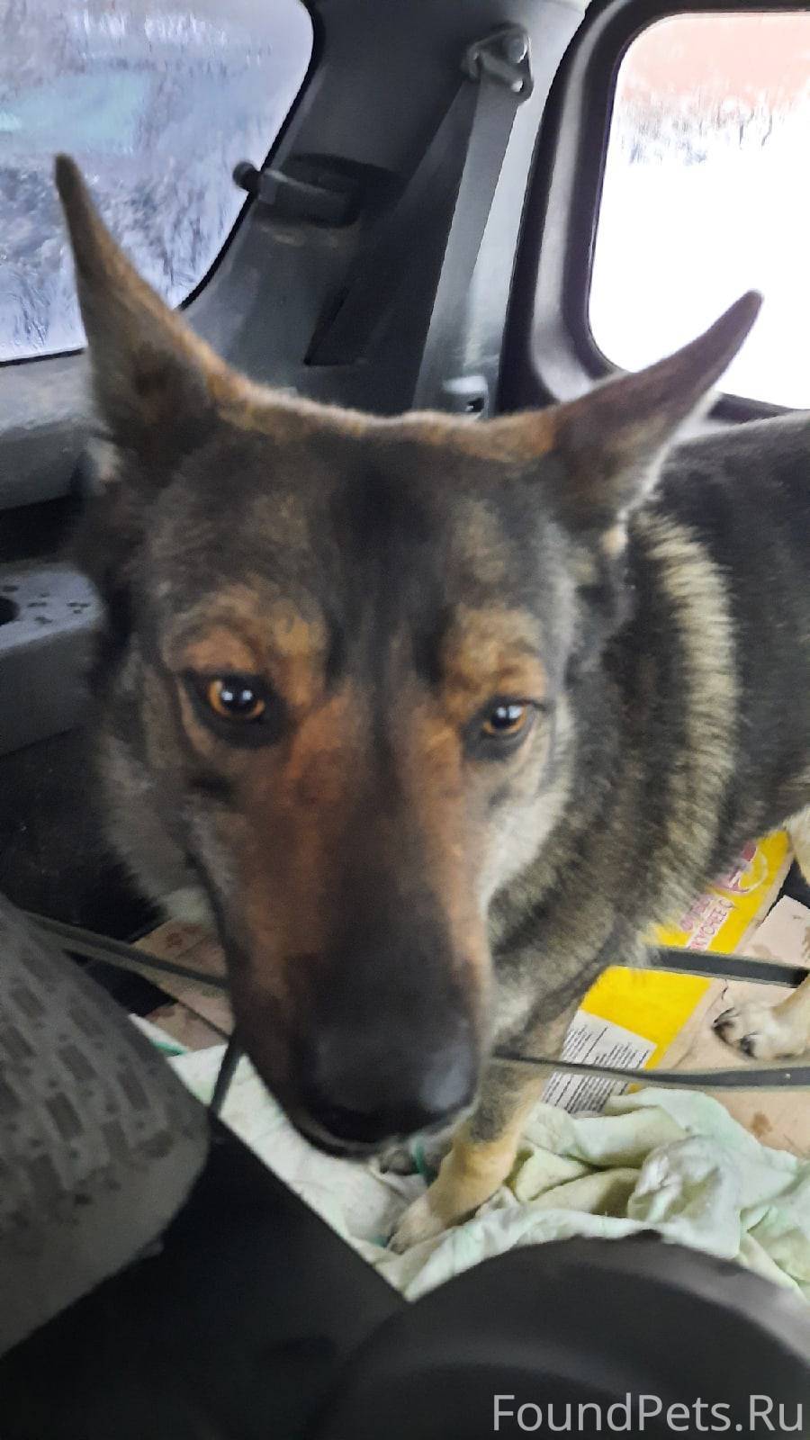 потеряшки архангельск вконтакте. найден кот объявление. потеряшка архангельск. кошки с большими задними лапами. потерялся котик.