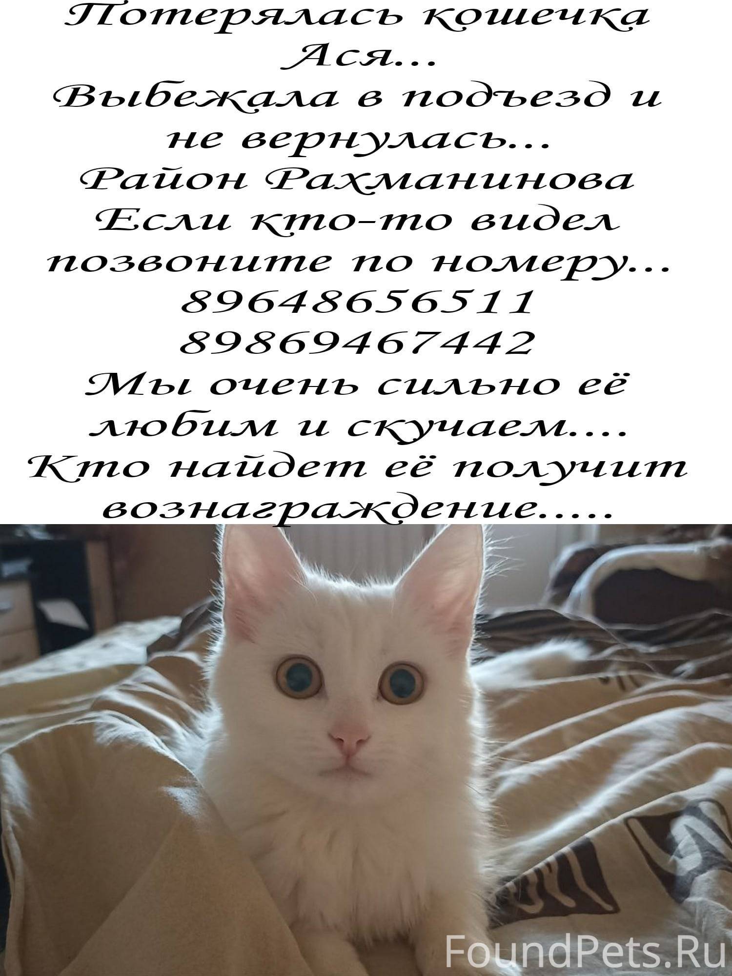 Пропала кошка