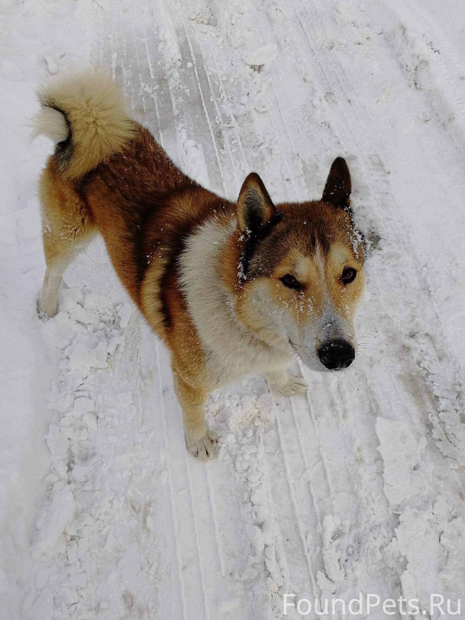 Западносибирская лайка лайки. Тома лайки дома. Собака из лайка. Московская лайка. Потерянные собаки московской.