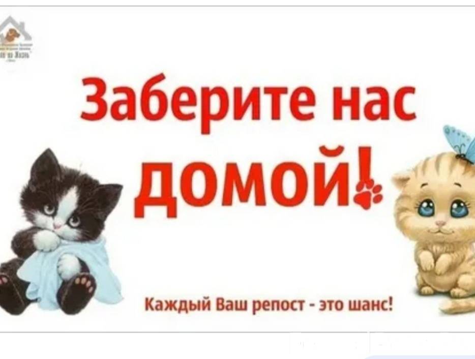 Спасите котенка картинка