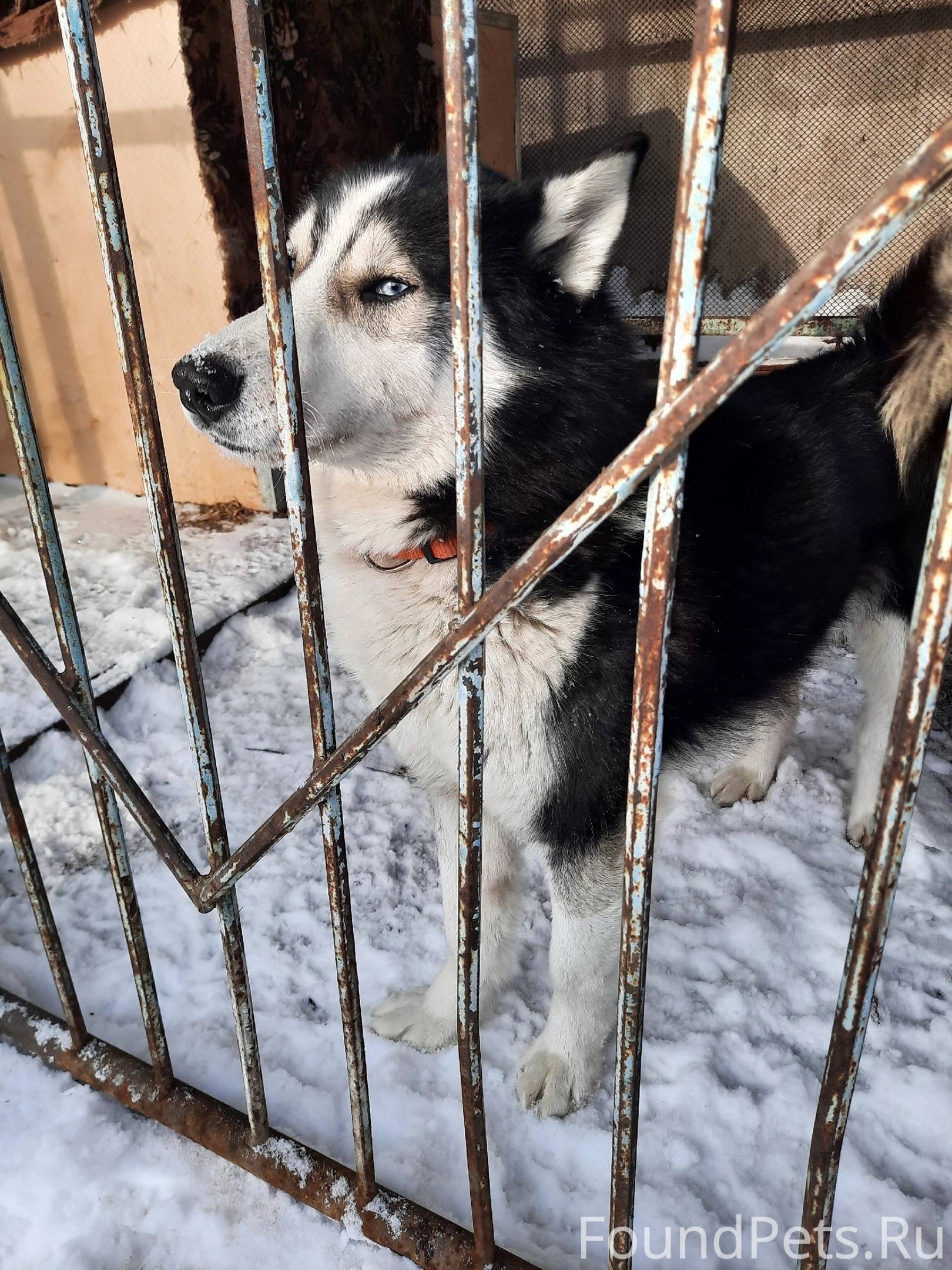 Найдена собака сибирский Хаски...