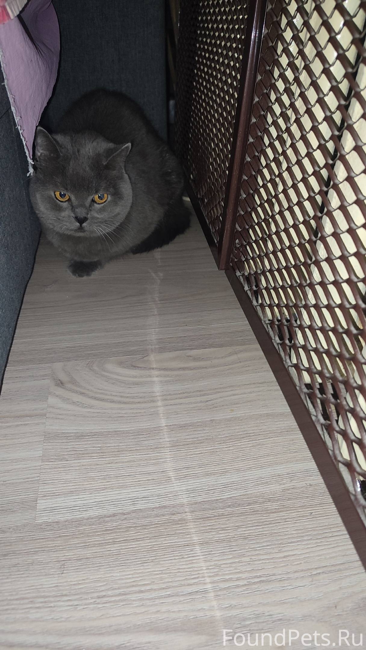 Найден кот/кошка серого окраса...