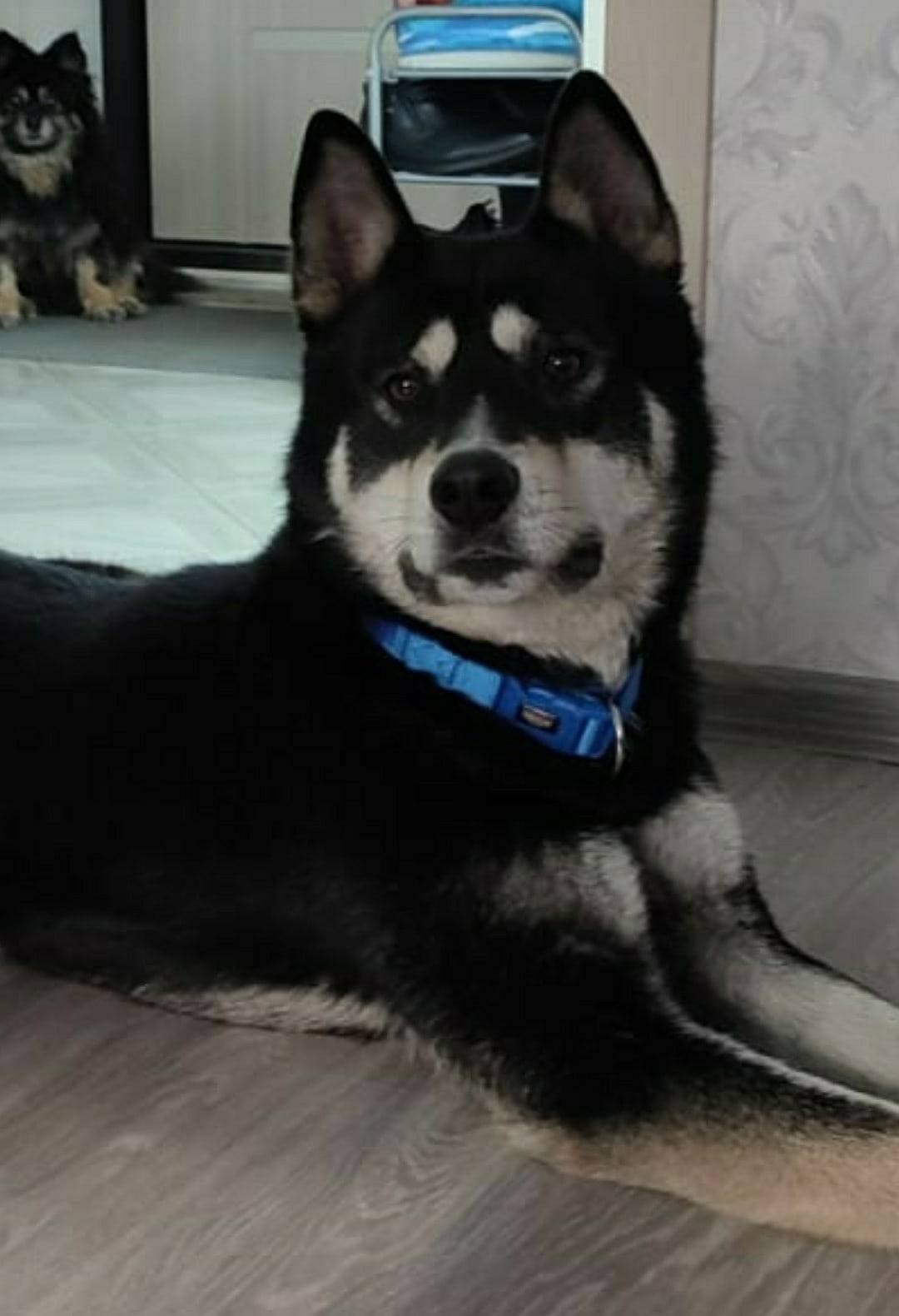 Хаски москва