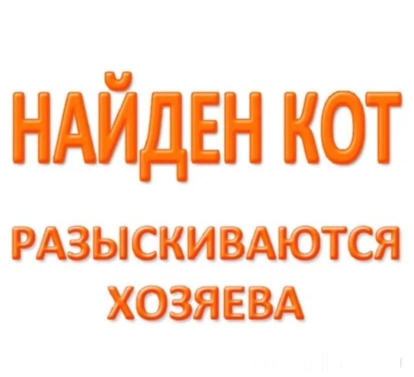 Хозяин отзовись. Ищу новых хозяев. Ищем старых или новых хозяев. Срочно ищем хозяев. Ищем прежних хозяев.