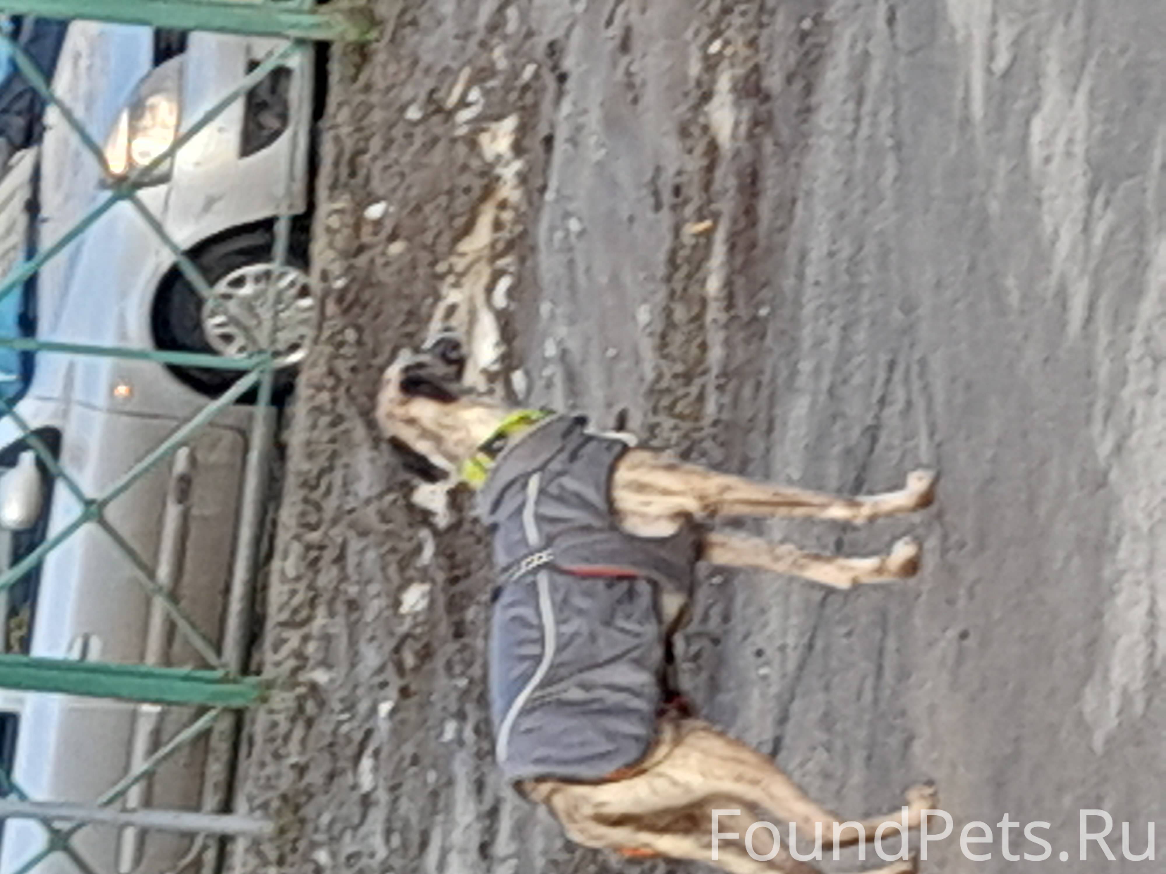 Собака на остановке Глория в Новочебоксарске