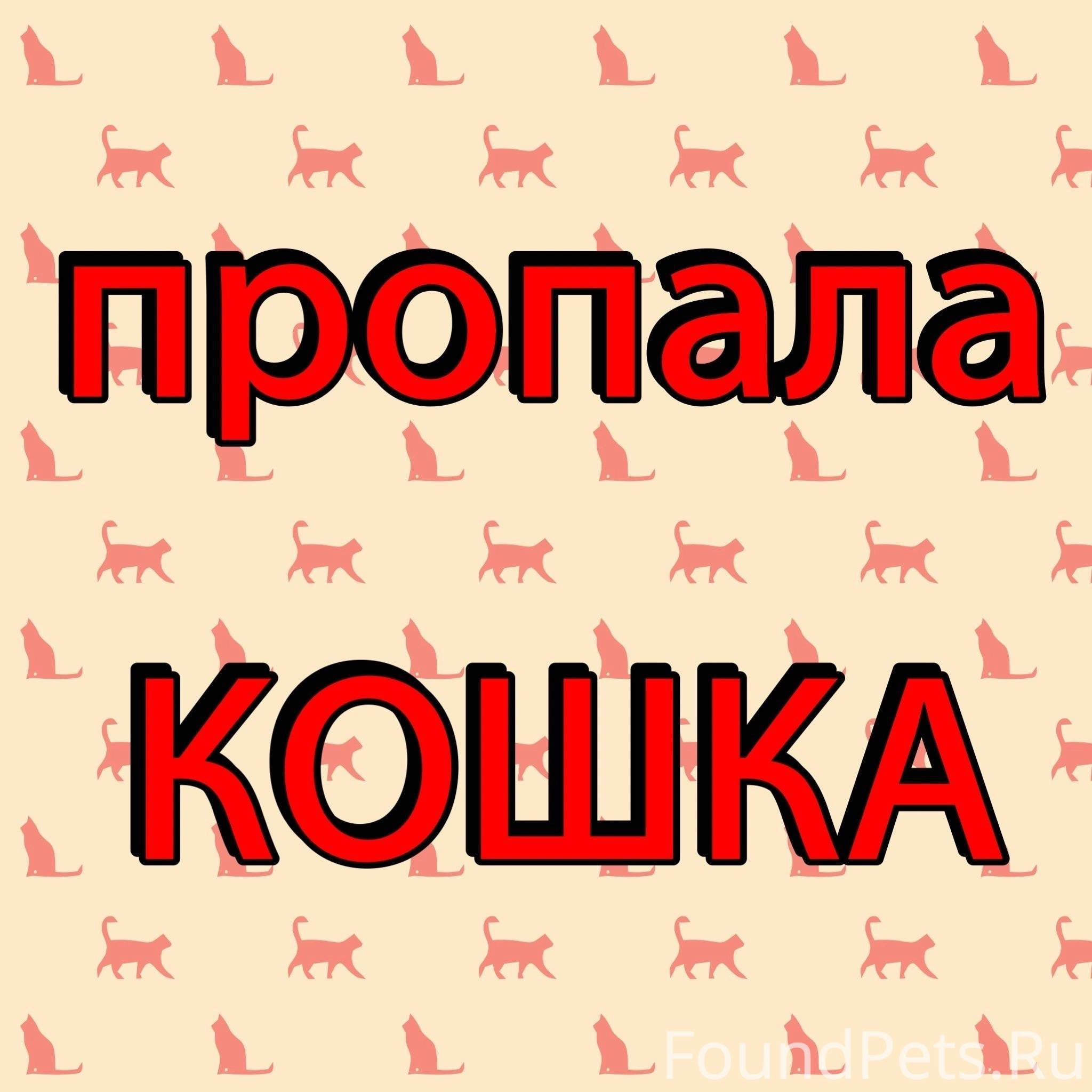 Пропала картина. Пропала кошка. Потерялась кошка. Помогите найти кошку. Внимание потерялась кошка.