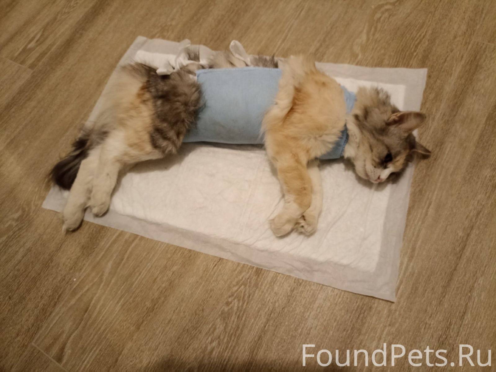 Кошка после стерилизации упала с дивана