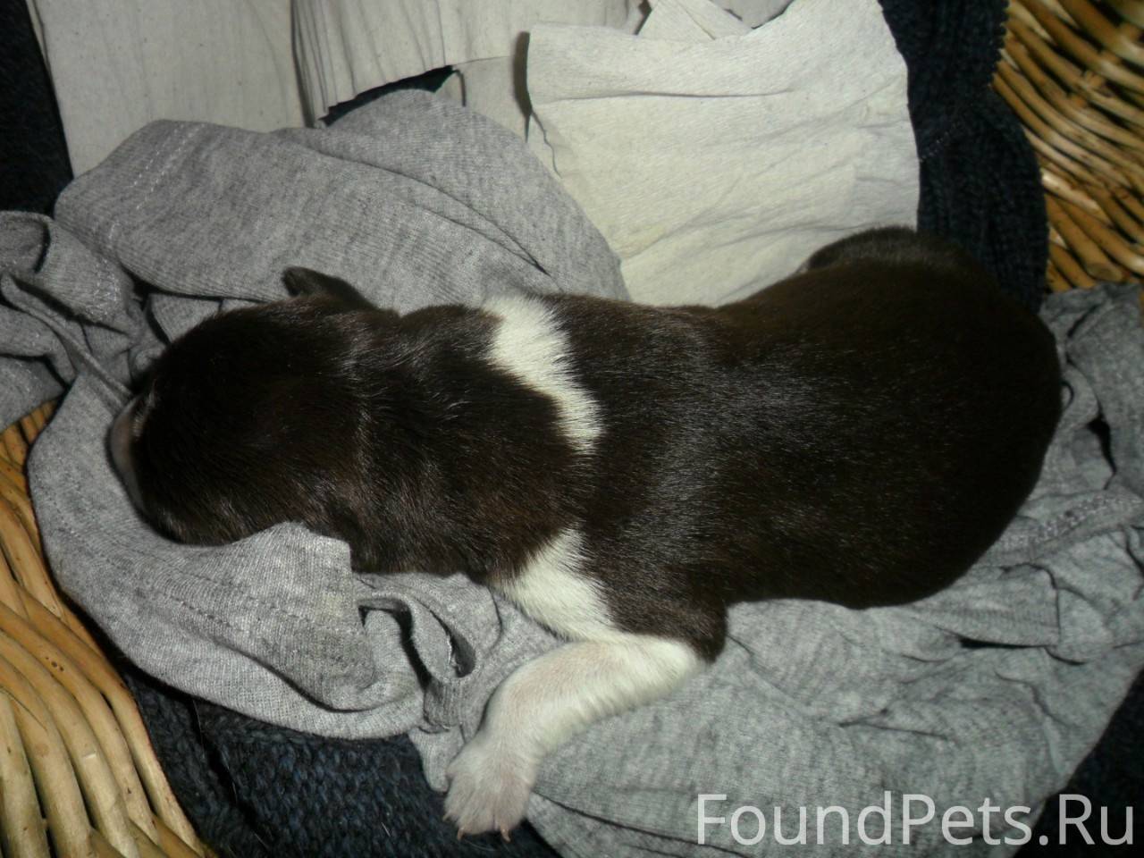 Новорожденный щенок упал с дивана