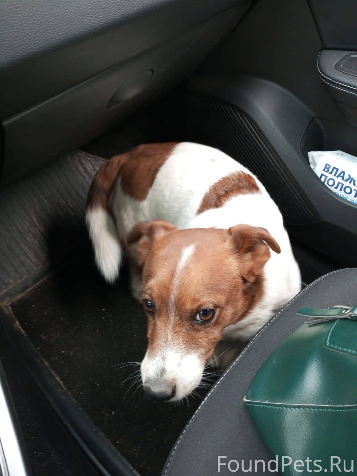 лапа в сердце. лапы и сердца домодедово. лапы и сердца домодедово. подслушано домодедово вконтакте потеряшки. лапы и сердца домодедово.