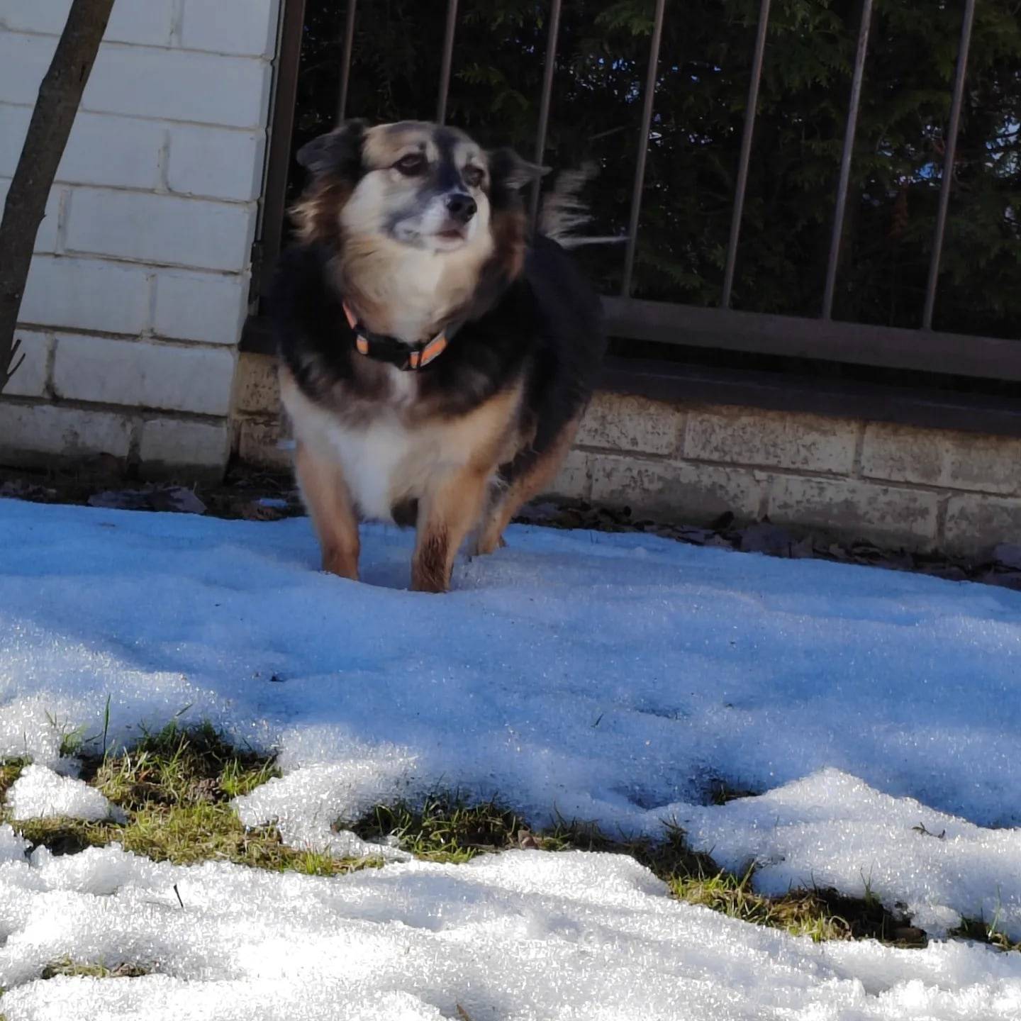 Объявление. Потерялась собака сегодня 10 а...