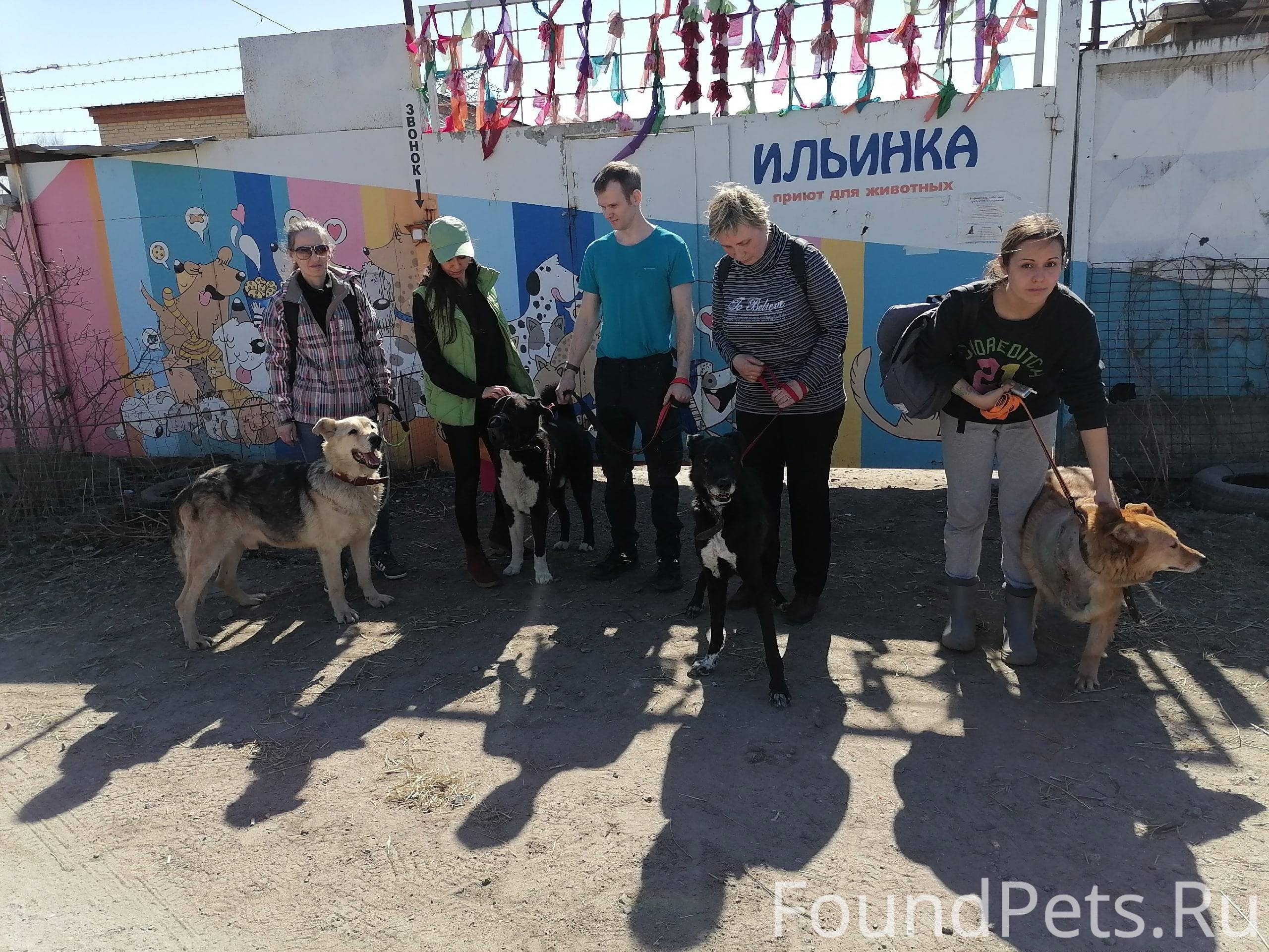 Где в Петербурге можно взять животное из приюта