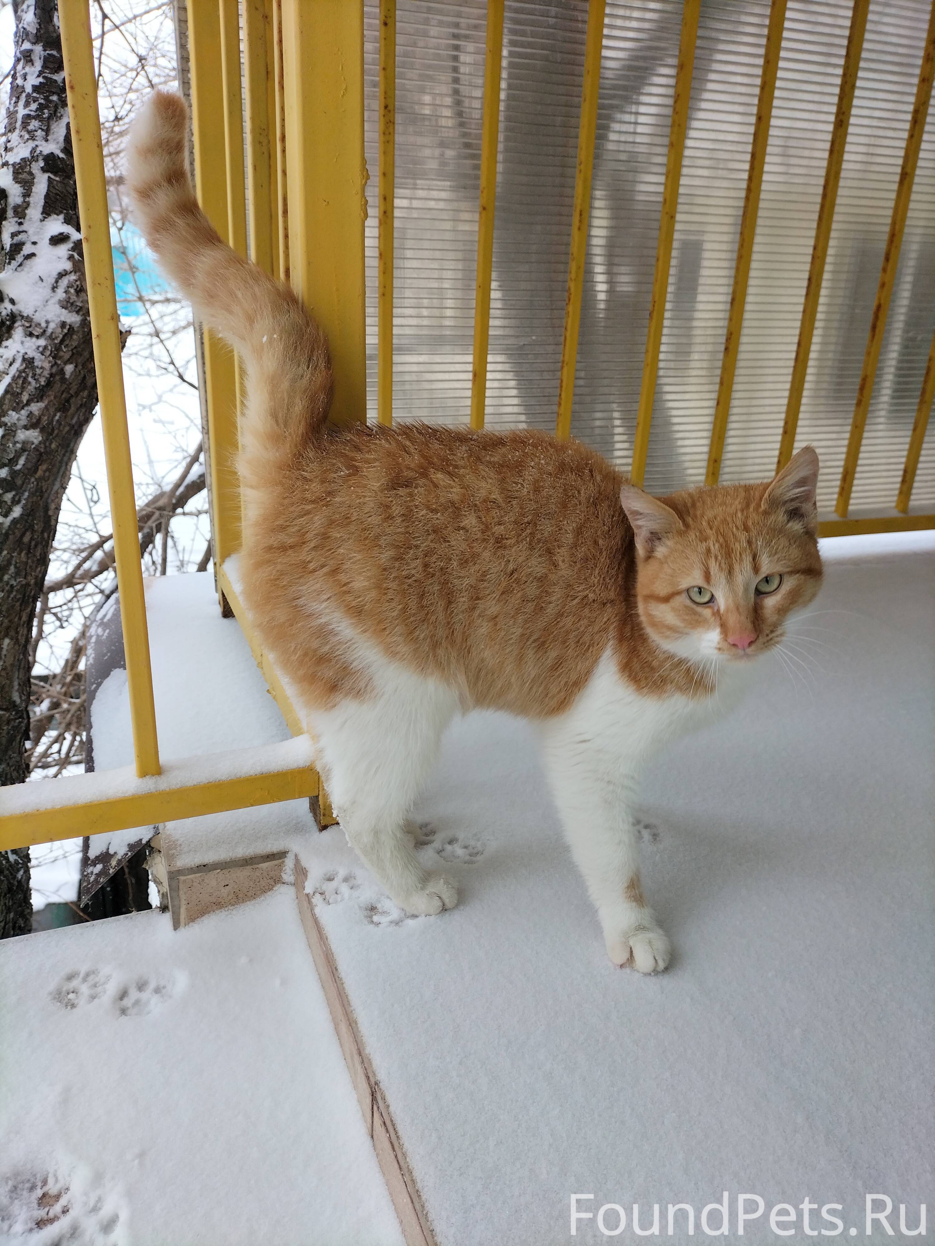 Кошку закрыли в гараже