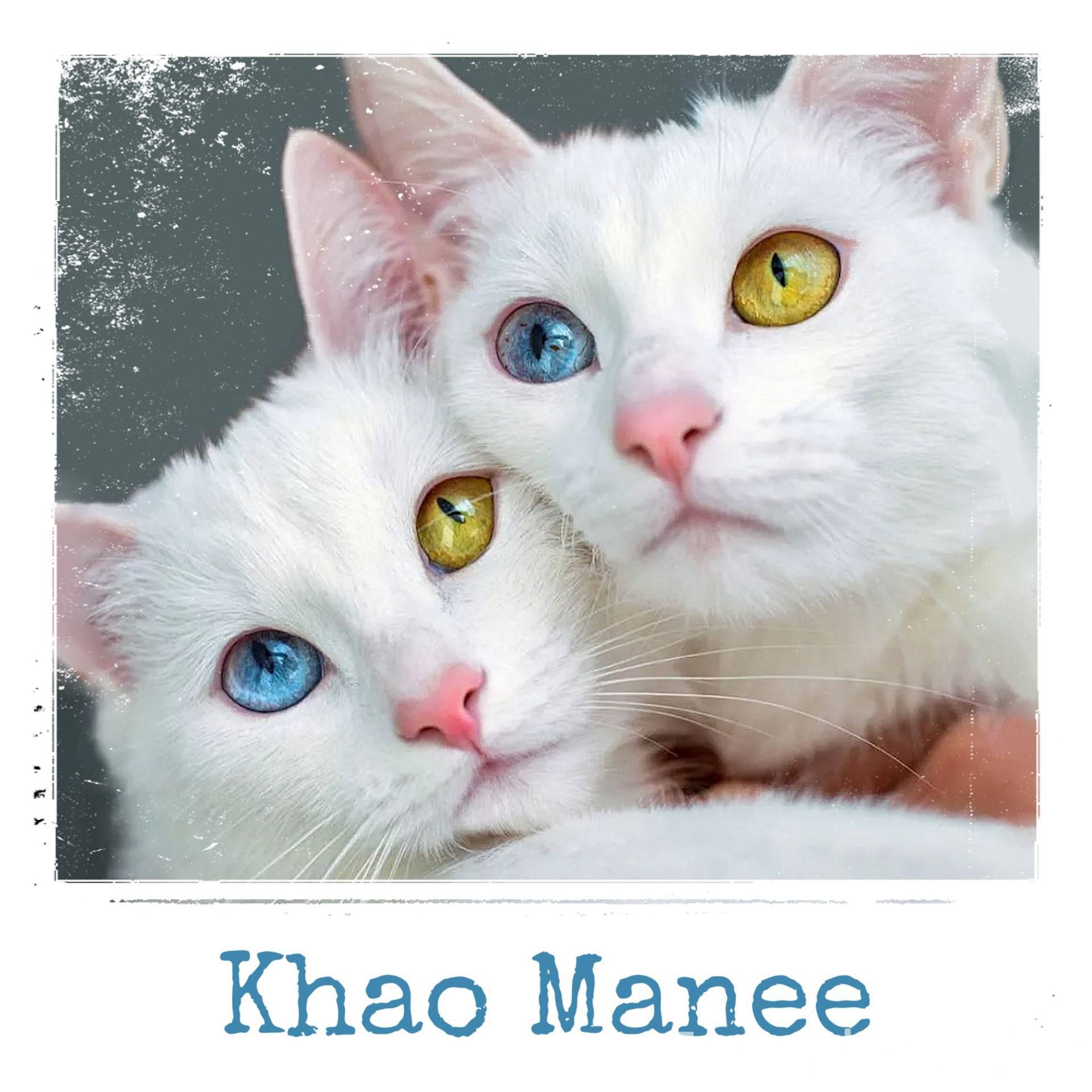 Белые кошечки картинки. Као мани порода кошек. Гетерохромия као мани. Белый кот порода као мани. Khao Manee котята.