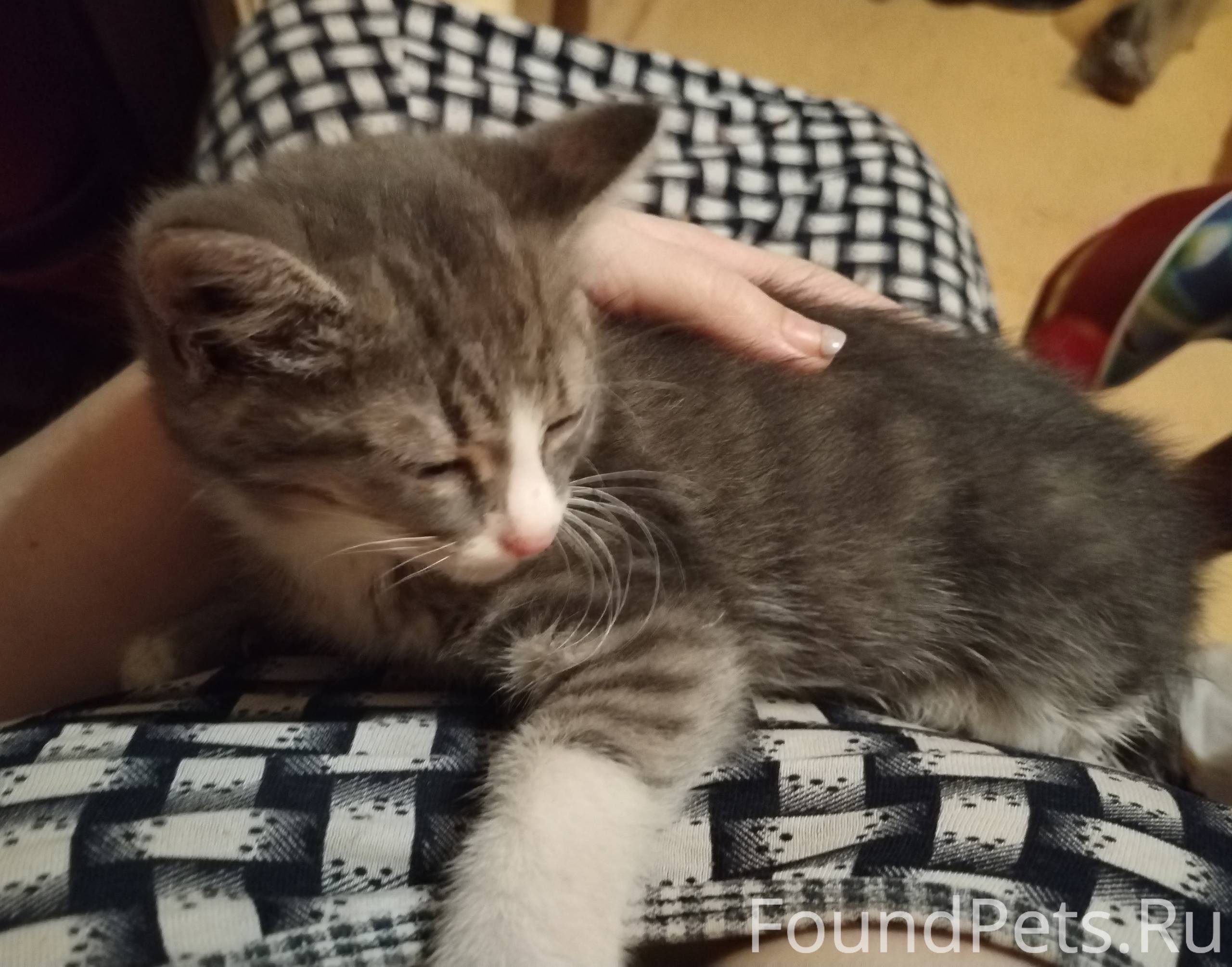 иваново найден котенок