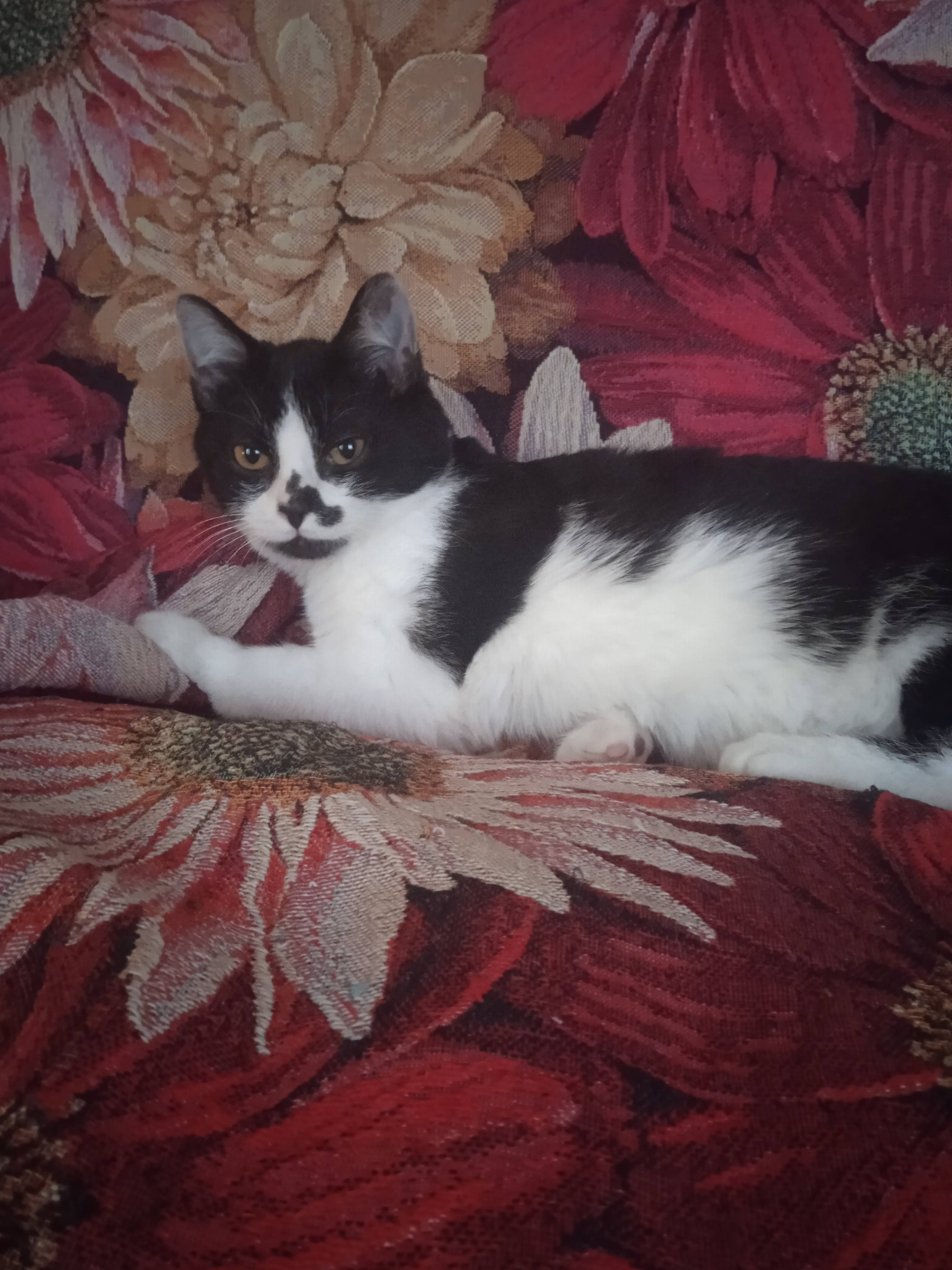 Объявление. Пропал кот!