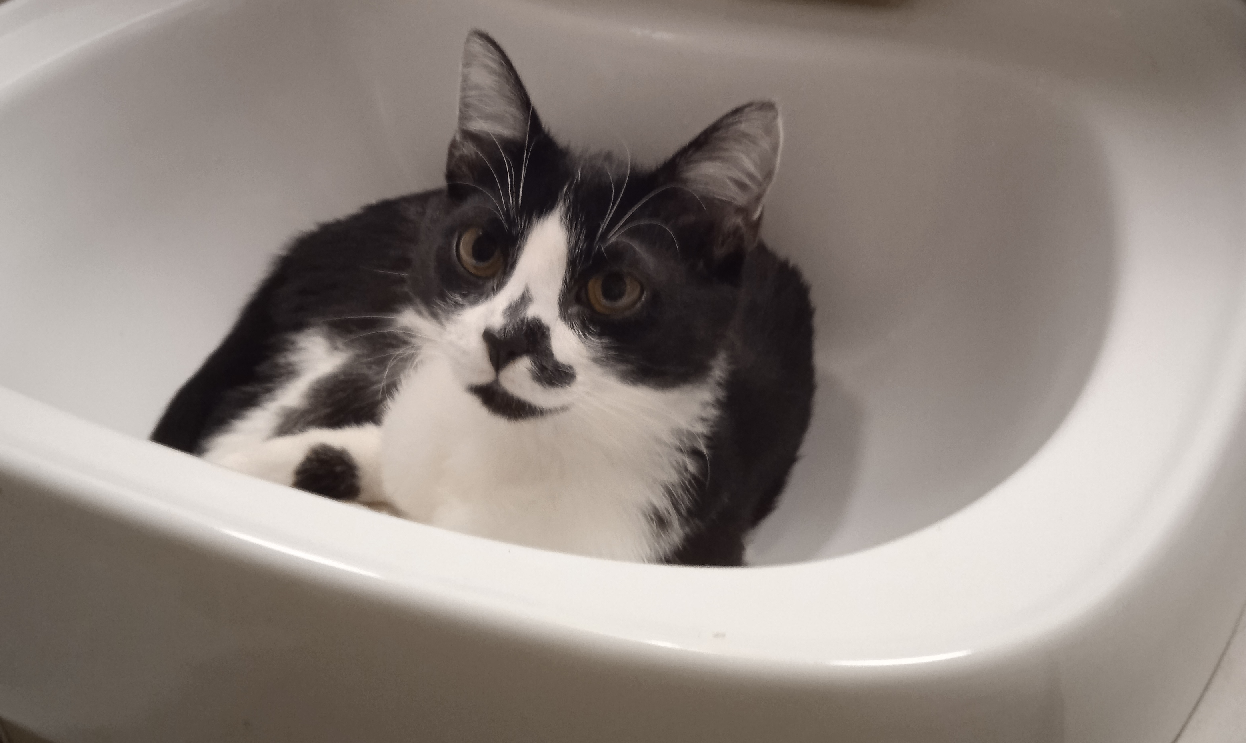 Объявление. Пропал кот!