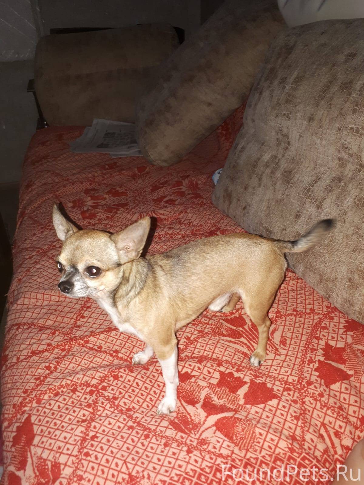 кличка для собаки мальчика чихуахуа рыжий. потерялась чихуахуа. нету чихуахуа. собака чих рыжий. потерялась собака чихуахуа.