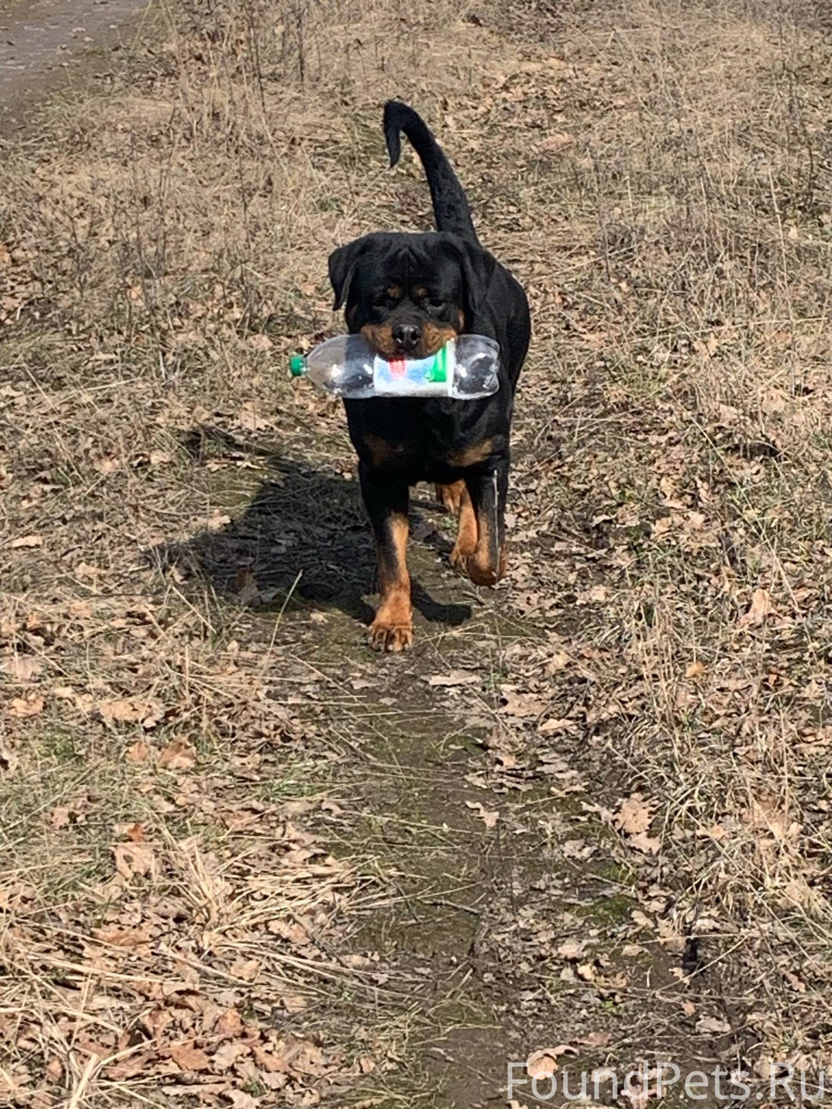 Ротвейлер окрас. Ротвейлер новосибирск. Ротвейлер окрас. Найденные ротвейлеры. Ротвейлер новосибирск.