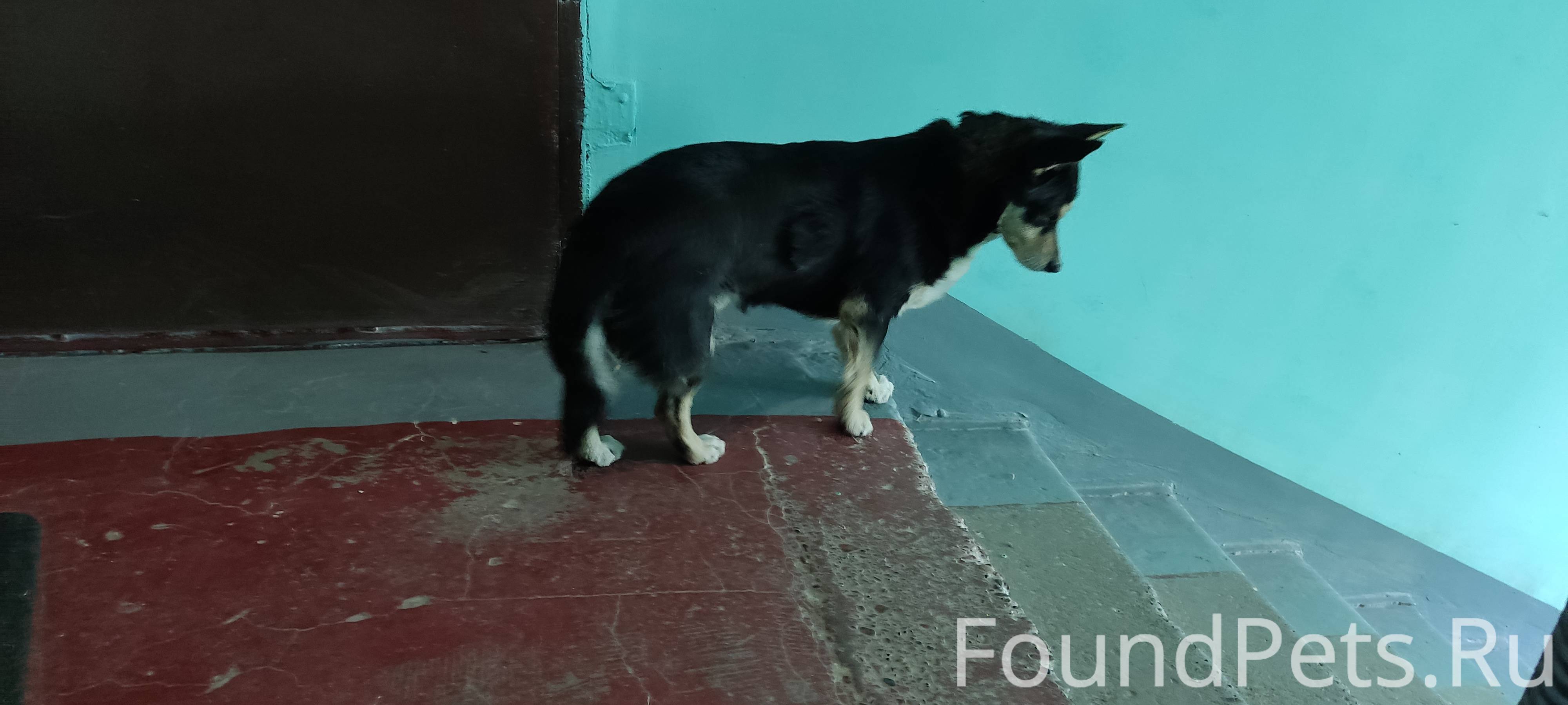 лестничная клетка в подъезде. корова в подъезде. бездомная собака в подъезде. собака живёт в подъезде. гавкающая собачка у подъезда.