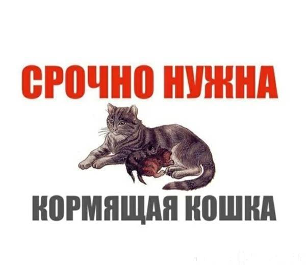 Нужна кормящая кошка фото