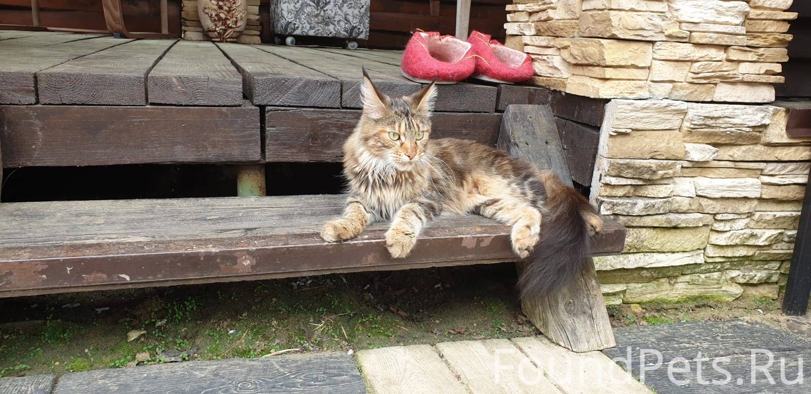 Найдена кошка мейн-кун, в Солнечногорском районе, станция Сенеж
