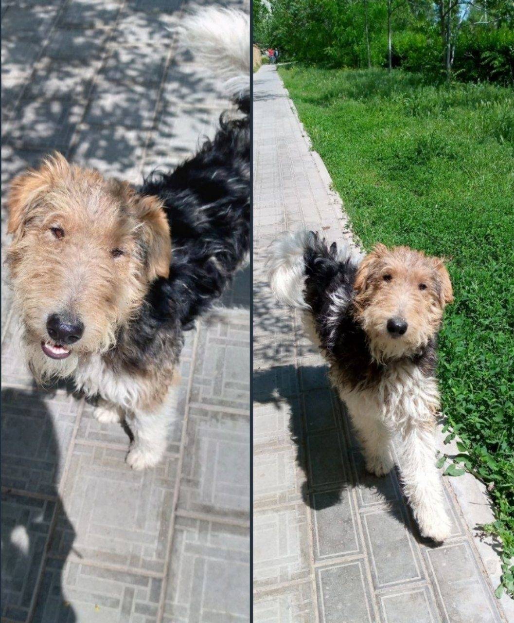 Объявление. Пропала собака, контактная, ес...