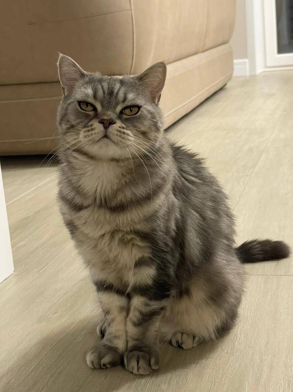 Объявление. Пропал кот 5 лет Прошу нашедше...