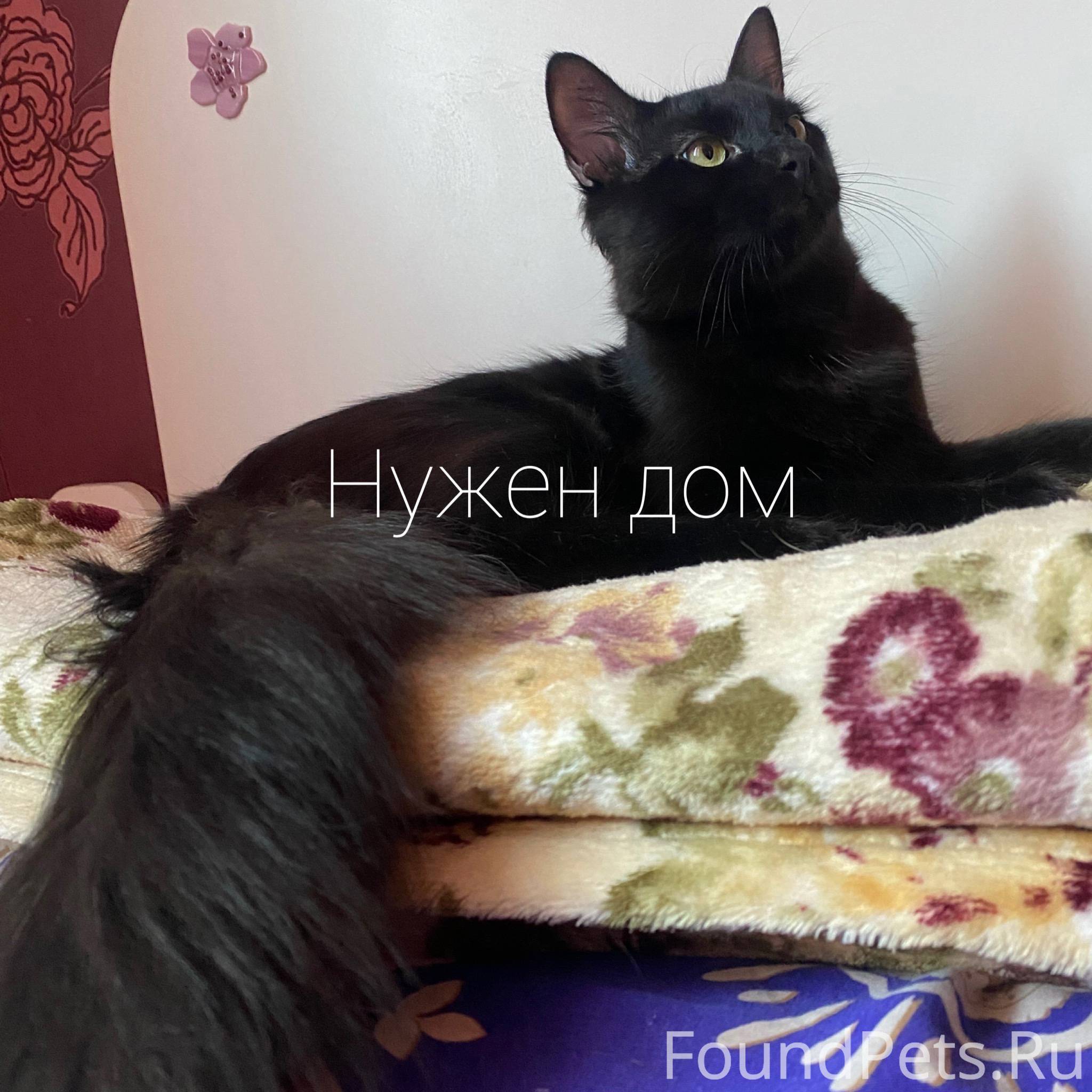 котенок упал с дивана