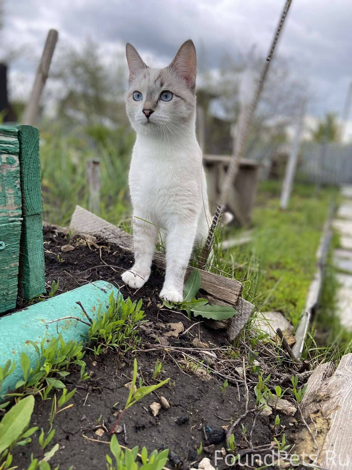 Самара приют для котят