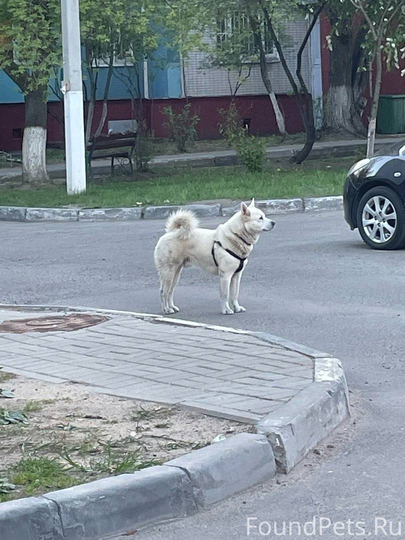 Стрижка собак в балашихе на трубецкой