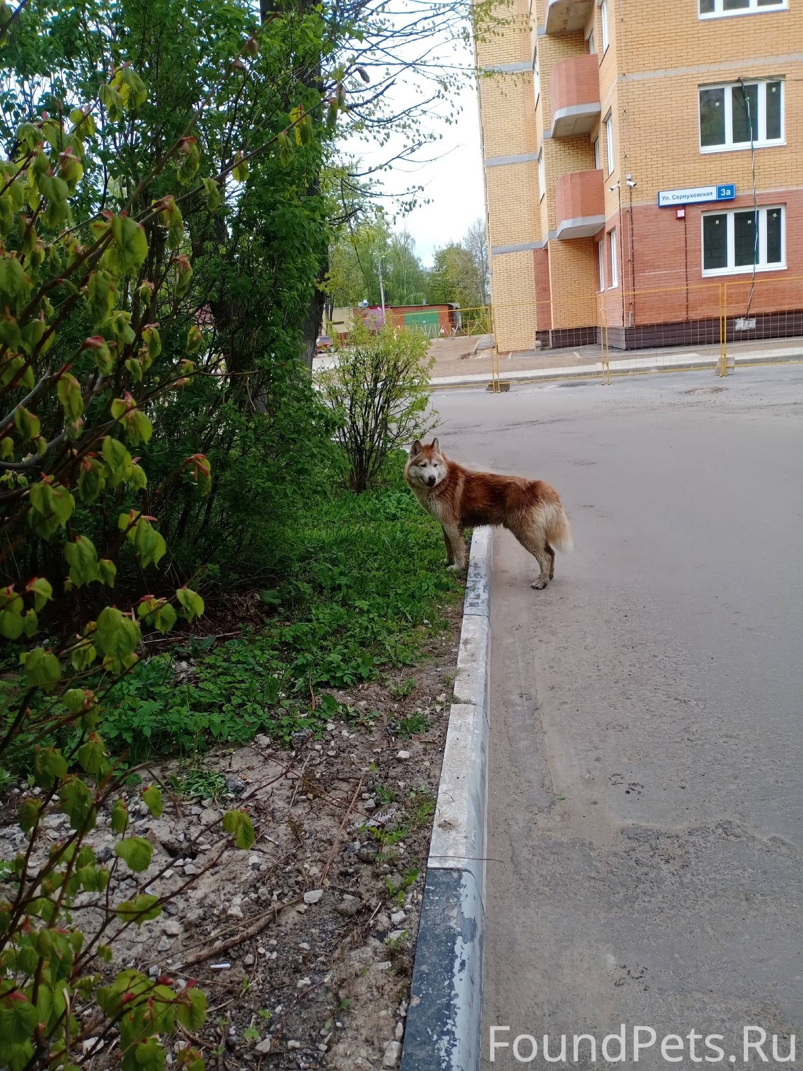 Стрижка собак в подольске октябрьский проспект