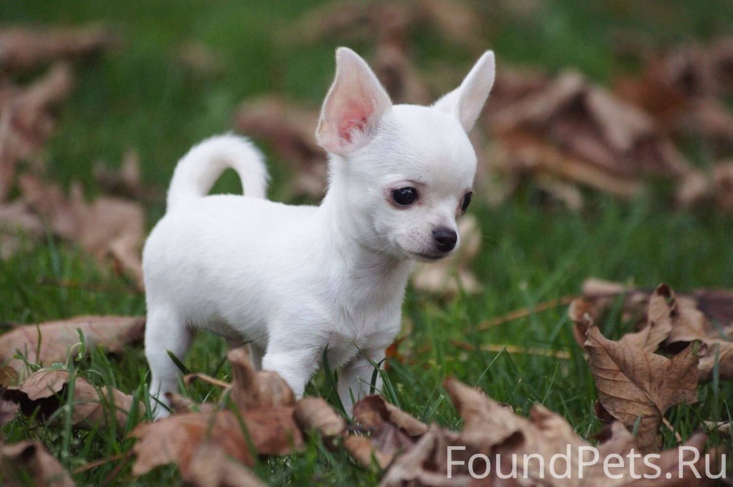 Выбор маленькой собаки. Чихуахуа. Маленькая белая собачка чихуахуа. Белый чихуахуа короткошерстный. Собака чихуахуа маленькая белая.