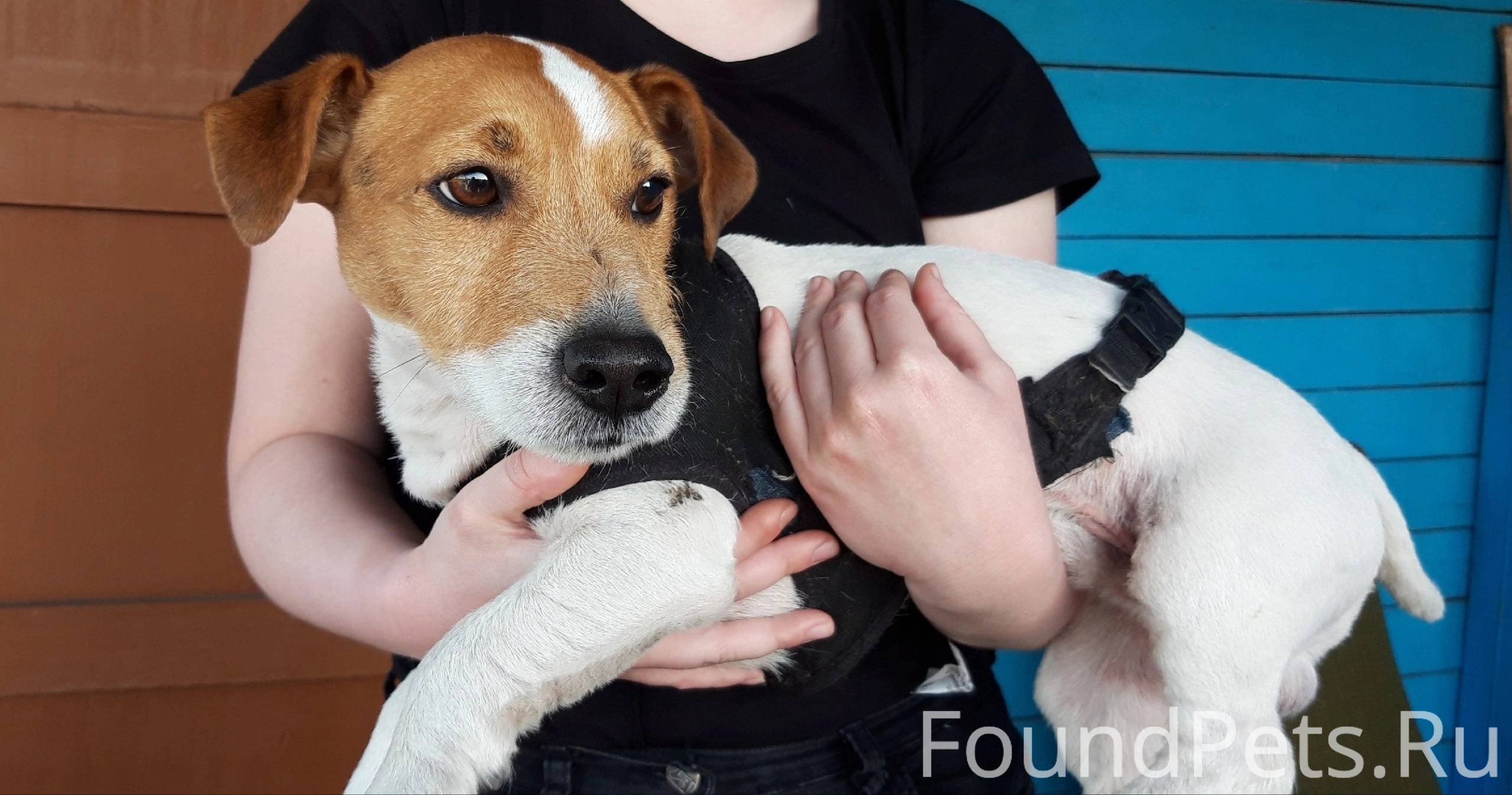Фотографии собак. Поиск потерянных собак. Собаки до и после приюта. Бродячие собаки. Найден джек рассел девочка.