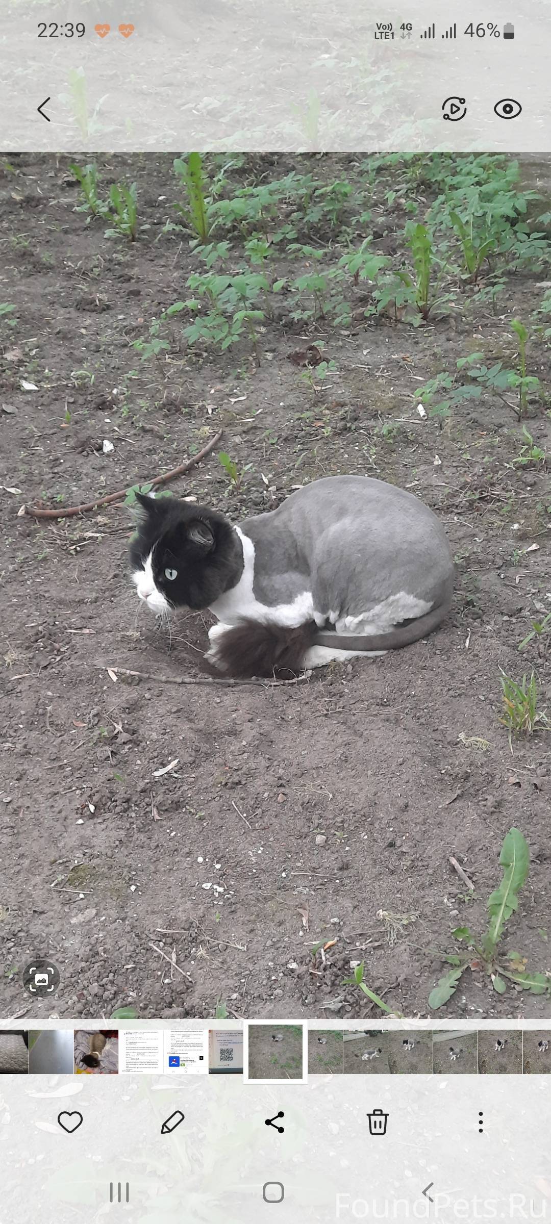 Кошек в москве