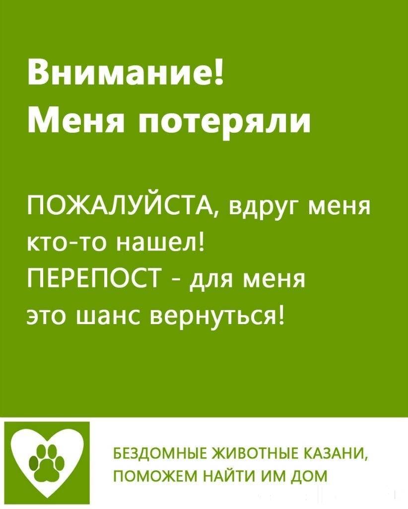 Помогу вернуться. Я потерялся помогите вернуться домой. Я потерялся картинки. Я потерялся собаки. Я потерялся помогите вернуться домой картинки.