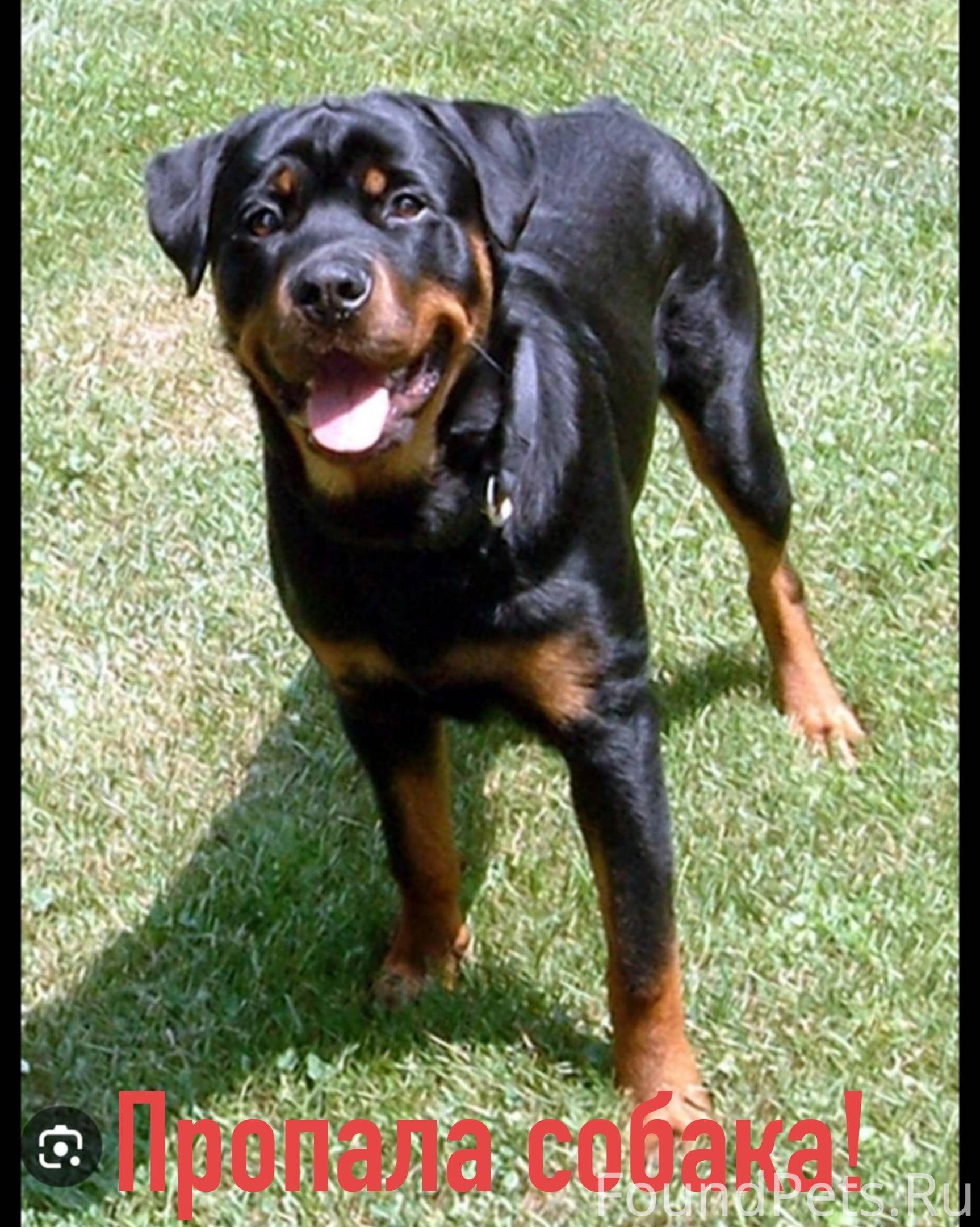 Первые ротвейлеры. Первые ротвейлеры. Ротвейлер короткошерстная. Порода ротвейлер. Шотландский ротвейлер.