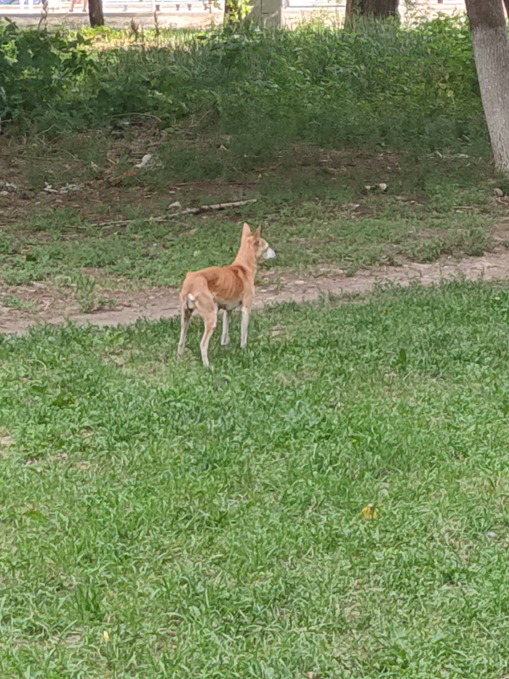 Объявление. В районе Московское шоссе бега...