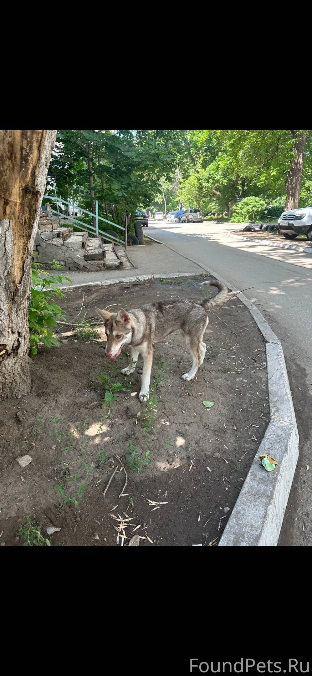 Найдена собака на ул. Георгия ...