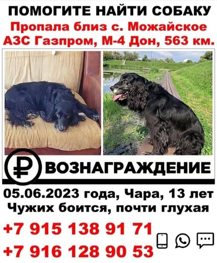 Собака попала в дтп Собака попала в дтп